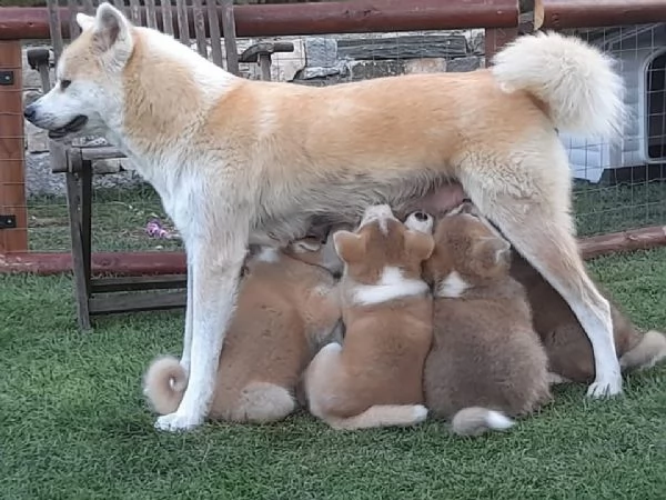 Cucciolo AKITA INU DISPONIBILI RAZZQ PURA