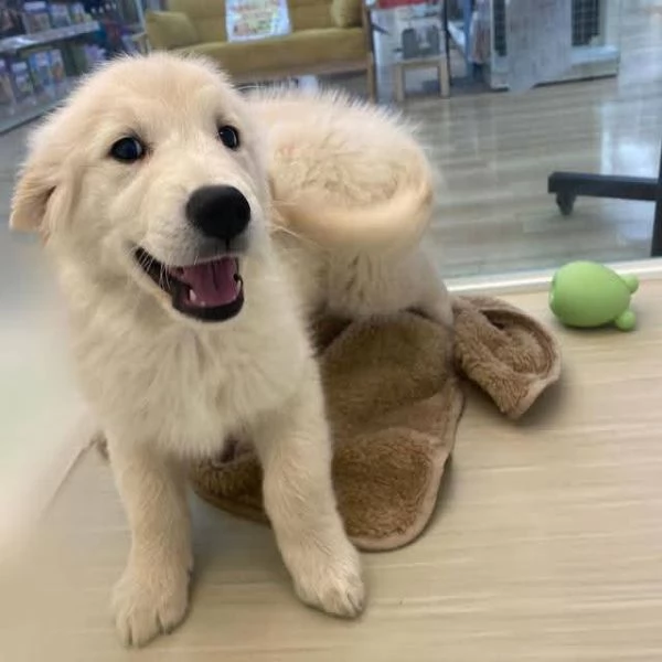 REGALO GOLDEN RETRIEVER