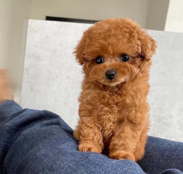 CUCCIOLO BARBONCINO TOY MASCHIO E FEMMINA,,,.. | Foto 0