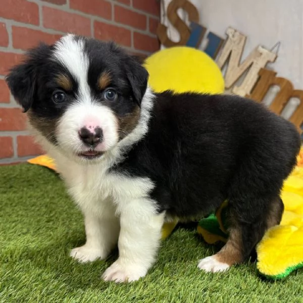 REGALO AUSTRALIAN SHEPHERD