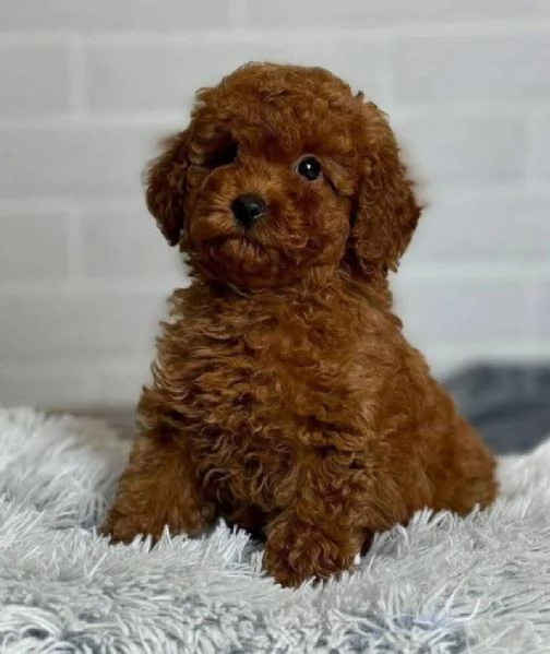 CUCCIOLO BARBONCINO TOY MASCHIO E FEMMINA,,,.. | Foto 0