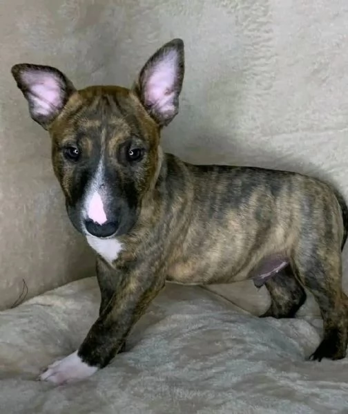 REGALO BULL TERRIER | Foto 1