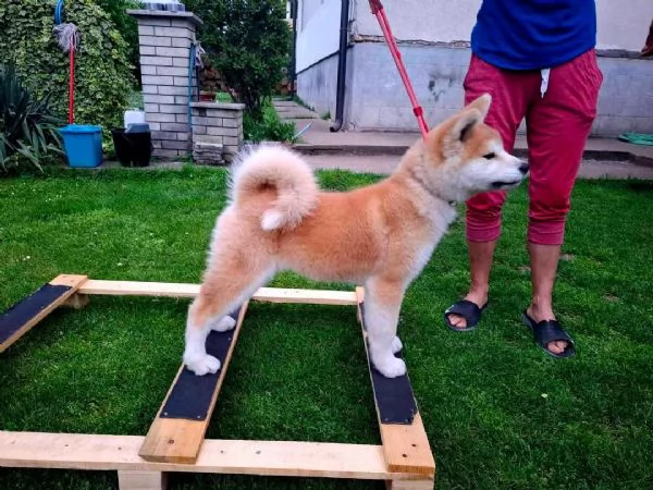 REGALO AKITA-INU | Foto 0