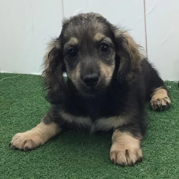 Regalo bassotto pelo dura maschio e femmina  | Foto 0