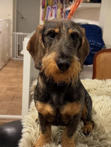 Regalo bassotto pelo dura maschio e femmina 