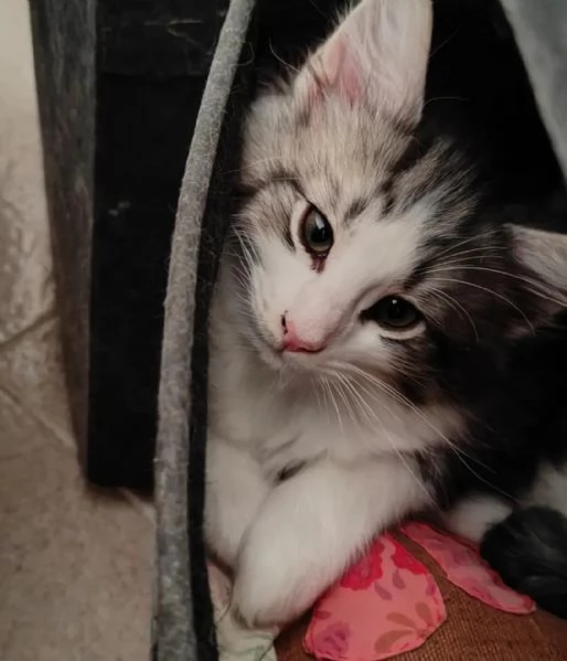 Norvegese delle foreste cuccioli 