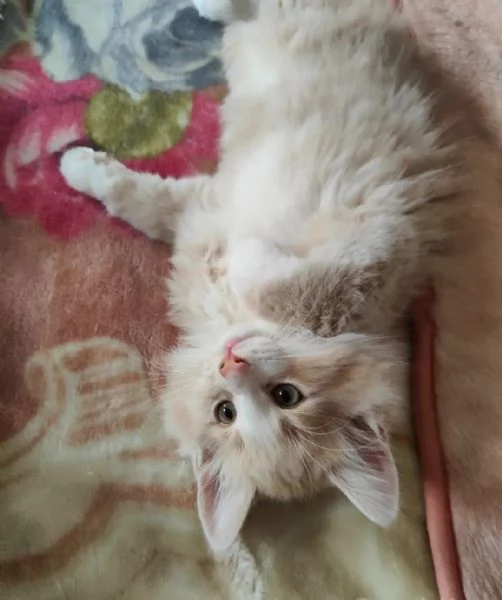 Norvegese delle foreste cuccioli  | Foto 1