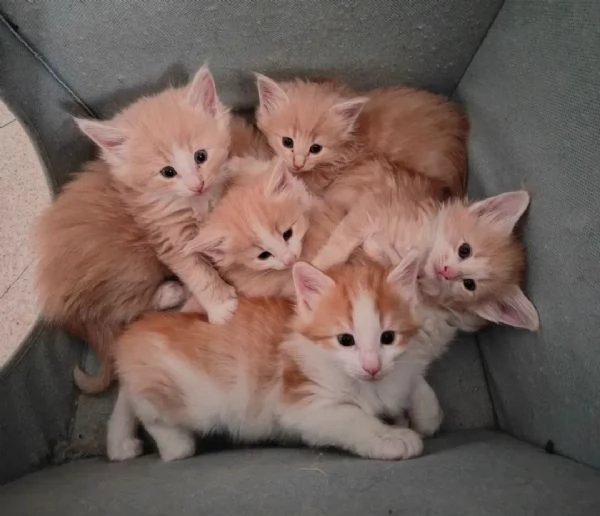 Norvegese delle foreste cuccioli  | Foto 0