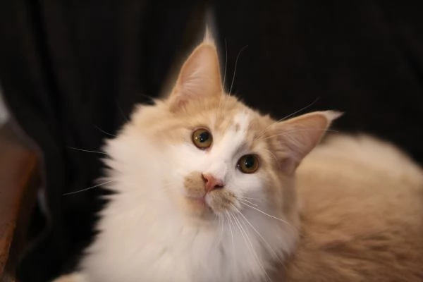 Norvegese delle foreste 