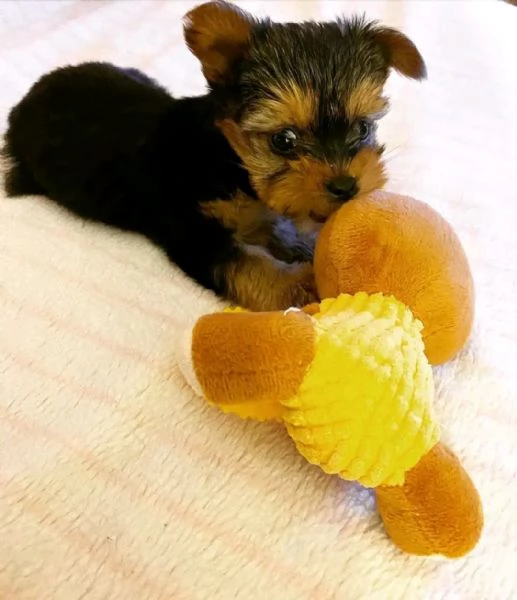 Yorkshire terrier  | Foto 6