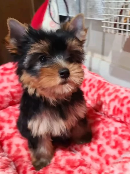 Yorkshire terrier  | Foto 5