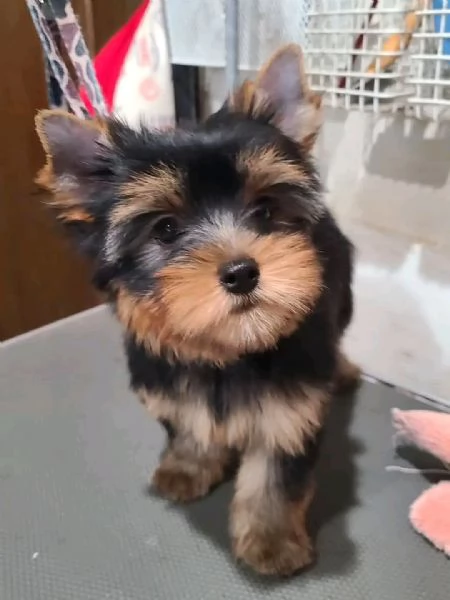 Yorkshire terrier  | Foto 3