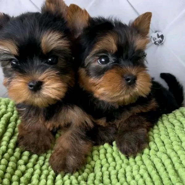 Yorkshire terrier 