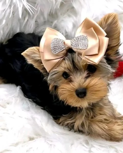 Yorkshire terrier  | Foto 2