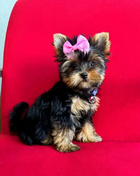 Yorkshire terrier  | Foto 1