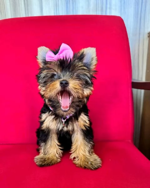 Yorkshire terrier  | Foto 0