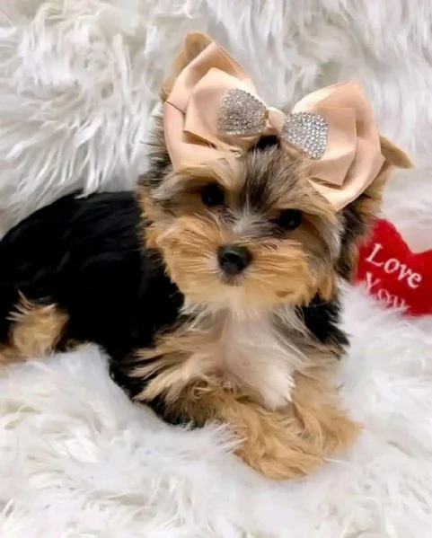 Adorabili cuccioli di Yorkshire Terrier pronti per una casa per sempre!  | Foto 1