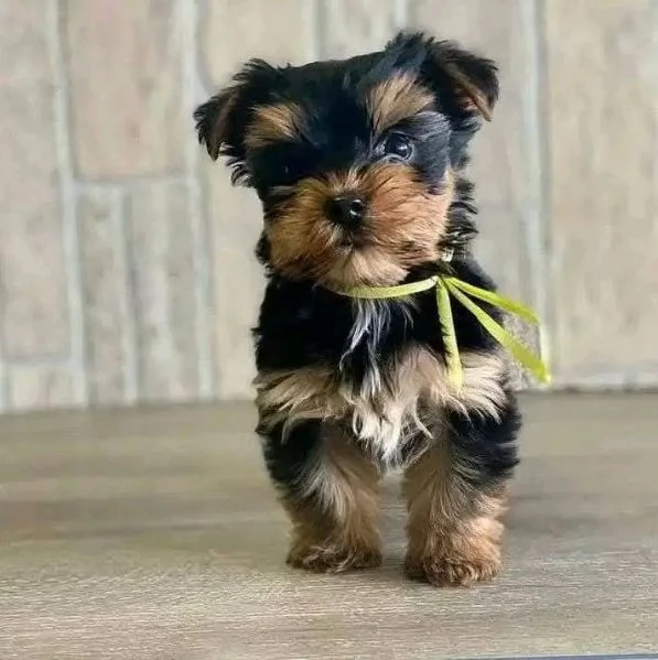 Adorabili cuccioli di Yorkshire Terrier pronti per una casa per sempre! 