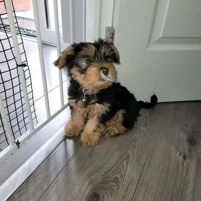 Yorkshire terrier 