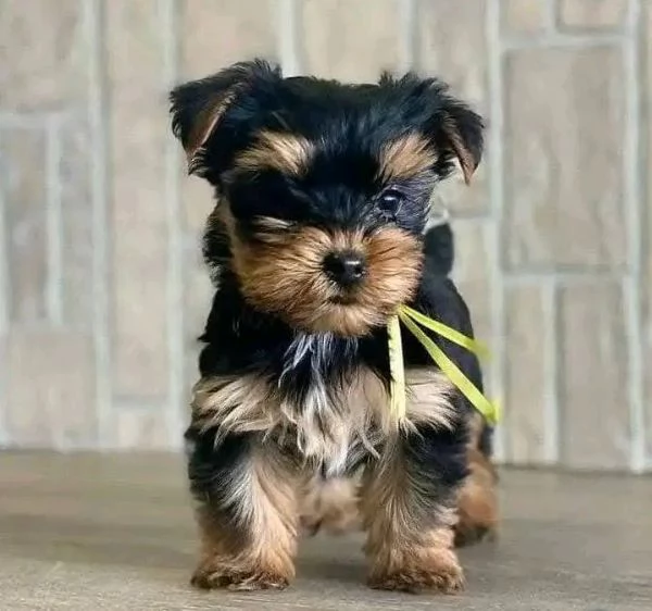 Yorkshire terrier  | Foto 2