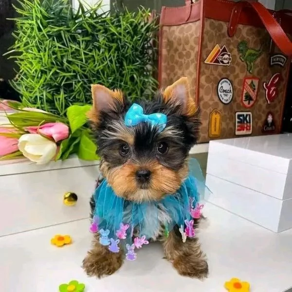 Yorkshire terrier  | Foto 1