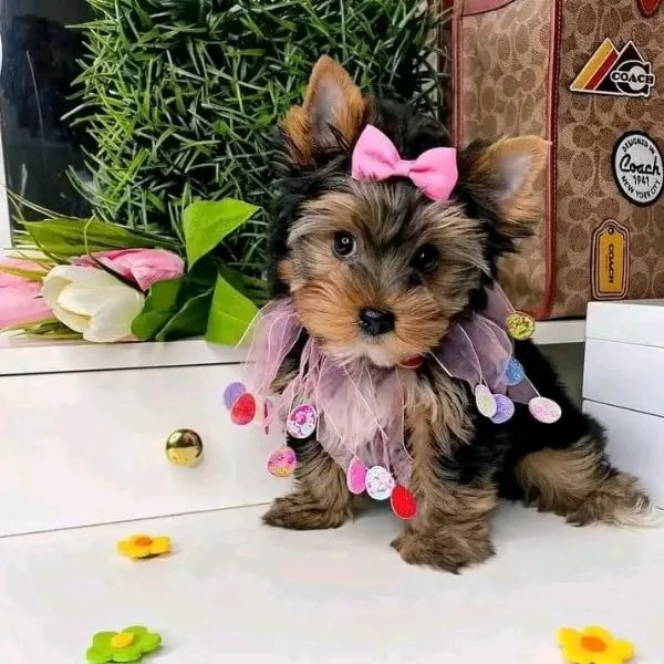 Yorkshire terrier  | Foto 0
