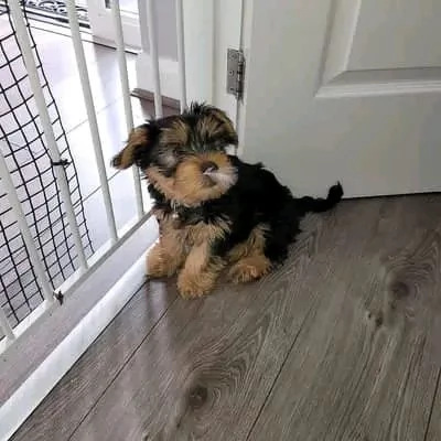 Yorkshire terrier  | Foto 4