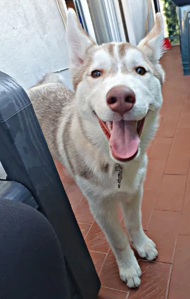 Vendesi Cucciolo maschio Husky Siberian con pedigree, vaccini, microchip e ciclo di sverminazione 