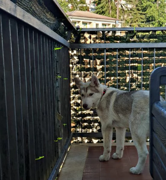 Vendesi Cucciolo maschio Husky Siberian con pedigree, vaccini, microchip e ciclo di sverminazione  | Foto 2