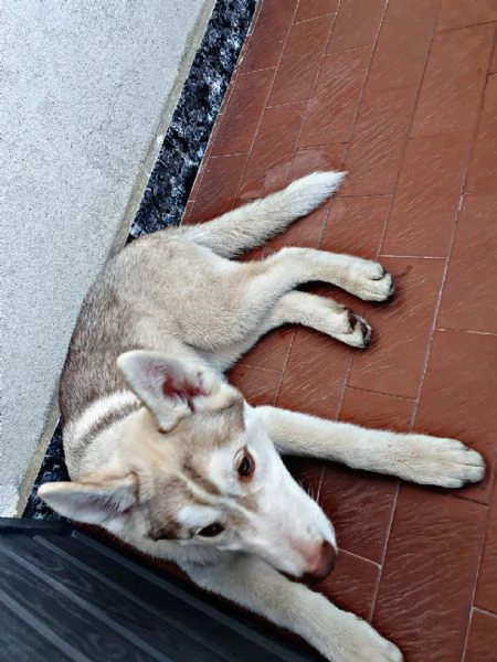 Vendesi Cucciolo maschio Husky Siberian con pedigree, vaccini, microchip e ciclo di sverminazione  | Foto 1