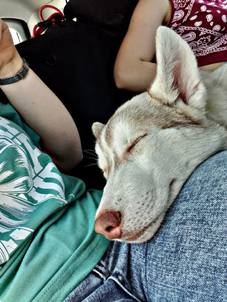 Vendesi Cucciolo maschio Husky Siberian con pedigree, vaccini, microchip e ciclo di sverminazione  | Foto 0