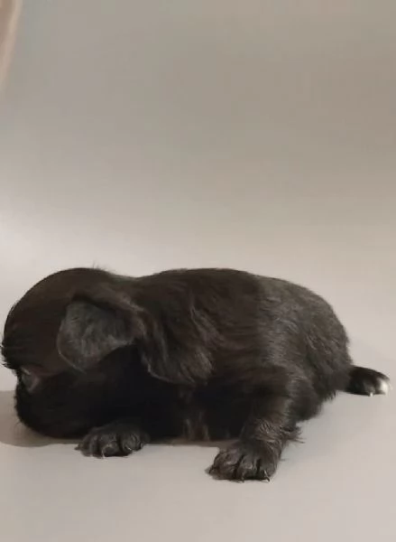 Cucciole di chihuahua a pelo lungo 