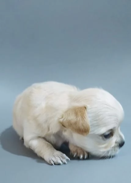 Cucciole di chihuahua a pelo lungo  | Foto 0