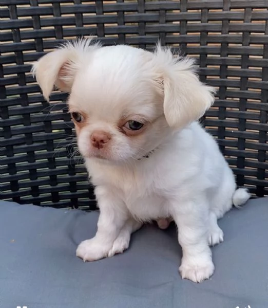 Cuccioli di chihuahua  | Foto 2