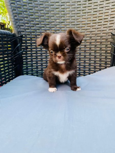 Cuccioli di chihuahua  | Foto 1
