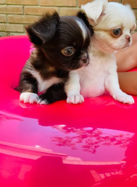 Cuccioli di chihuahua 