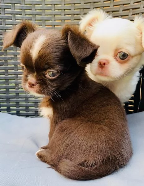 Cuccioli di chihuahua  | Foto 0
