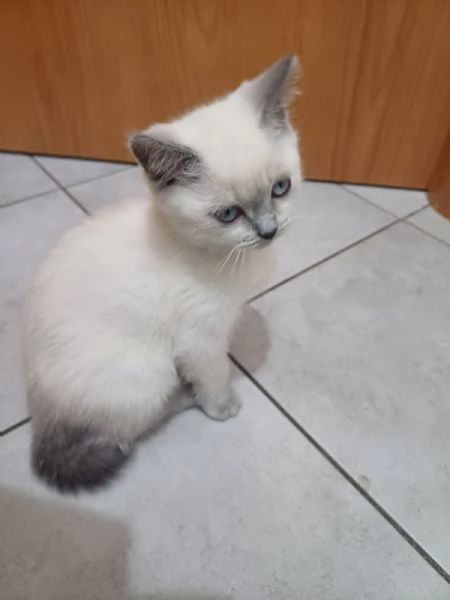 Gattino british shortair maschio