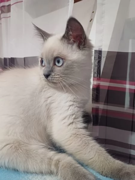 Gattino british shortair maschio | Foto 2