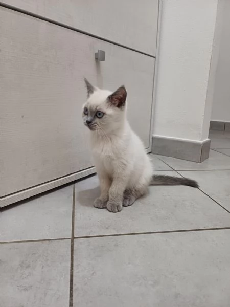 Gattino british shortair maschio | Foto 1