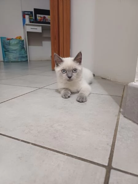 Gattino british shortair maschio | Foto 0