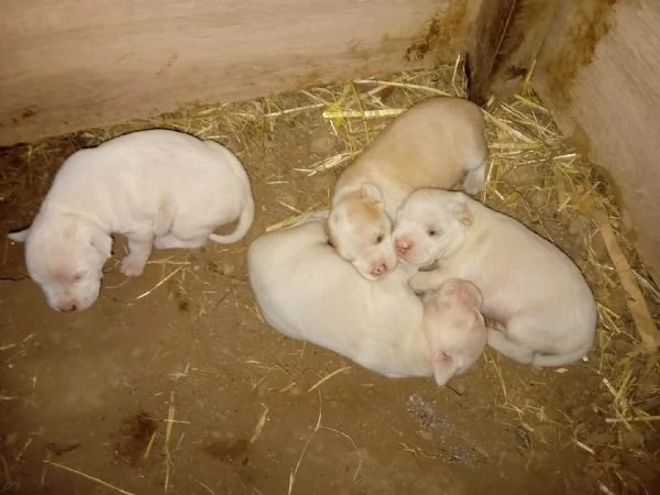 Cuccioli pittbull | Foto 0