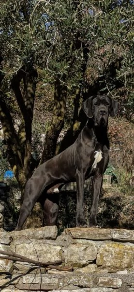 Alano arlecchino  | Foto 3