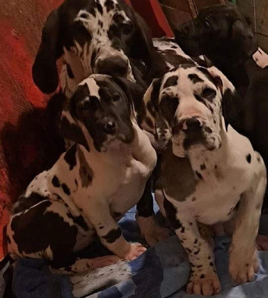 Alano arlecchino  | Foto 2