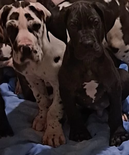 Alano arlecchino  | Foto 1