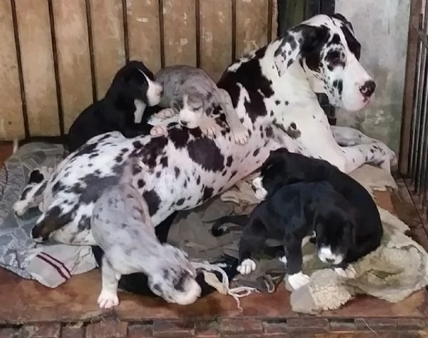 Alano arlecchino  | Foto 0