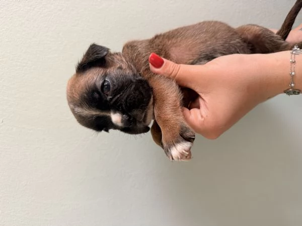 Cuccioli di Boxer  | Foto 2