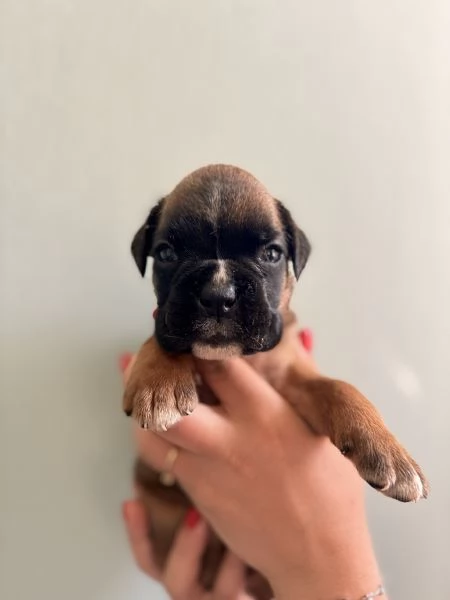 Cuccioli di Boxer  | Foto 1