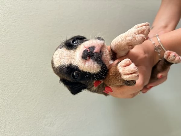 Cuccioli di Boxer  | Foto 0