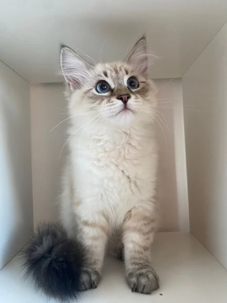 Gattini siberiani | Foto 0